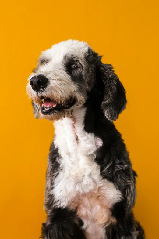 the dog is sitting against the yellow background