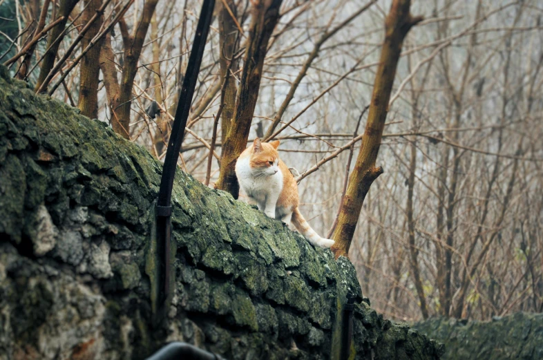 the cat is sitting on the top of the mossy tree nch