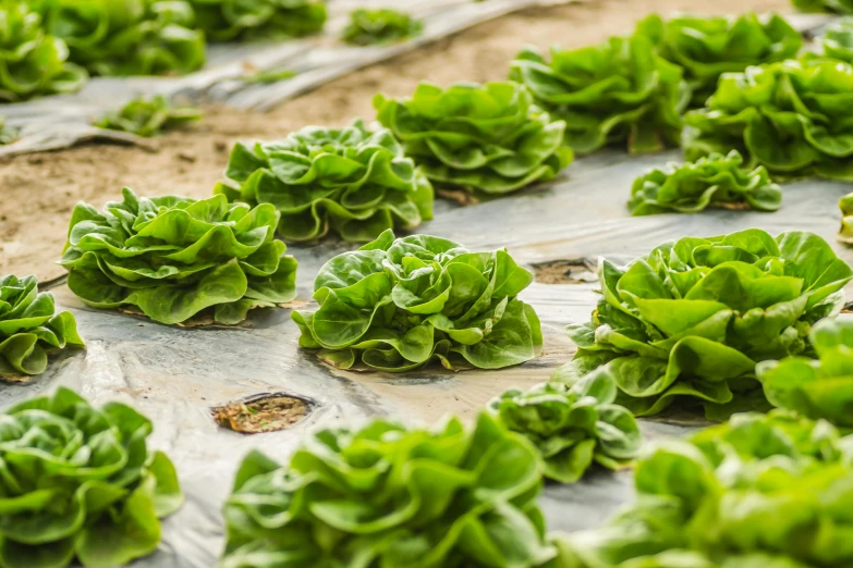 a lot of lettuce growing on the ground