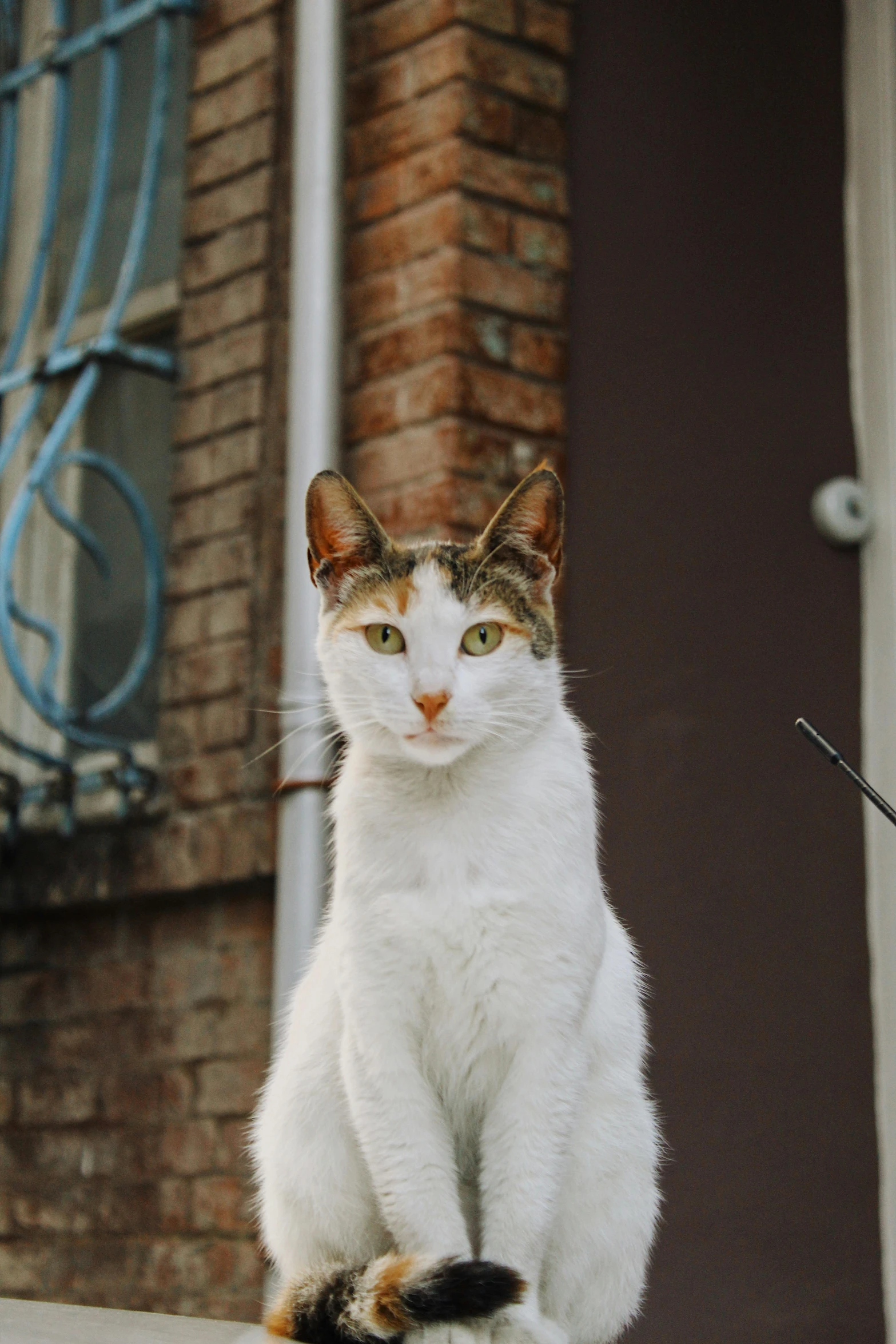 a cat sitting on top of a cement slab