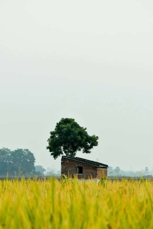 a small house sits by a big tree