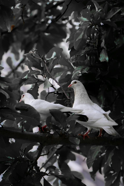 two white birds sitting on top of a tree nch