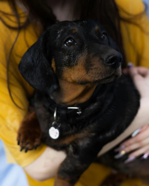 a woman is holding a small black and brown dog