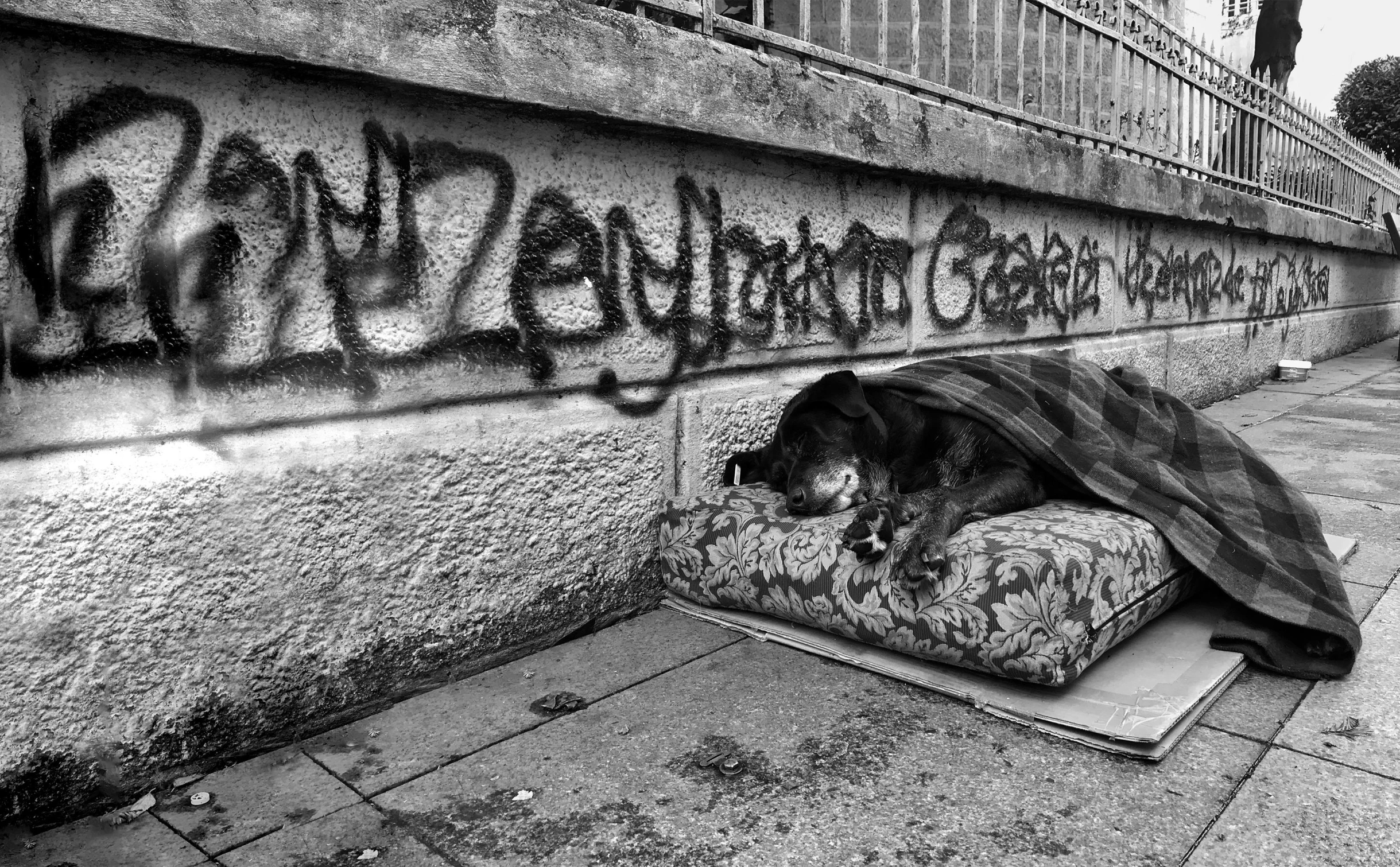 a dog laying on the floor under a blanket in a black and white po