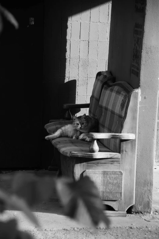 a cat sits on an old chair with another cat in the background