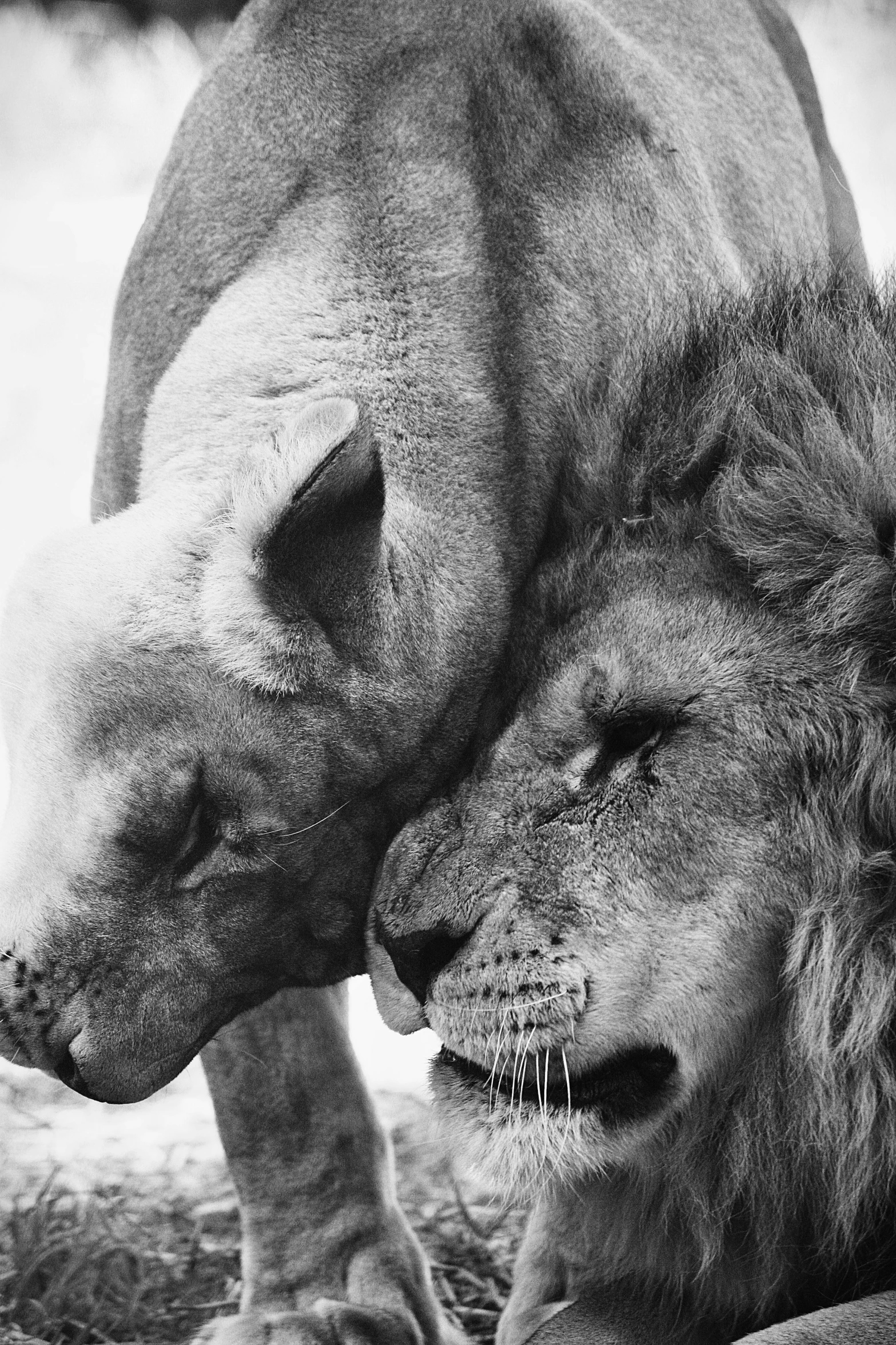 two lions rubbing against each other on the grass