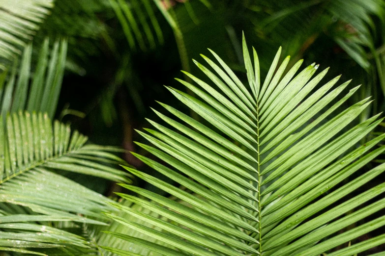 the palm leaves have long curved nches on them