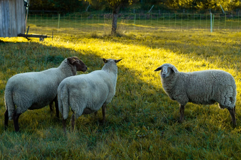 three white sheep in a field, standing around, looking at the pographer