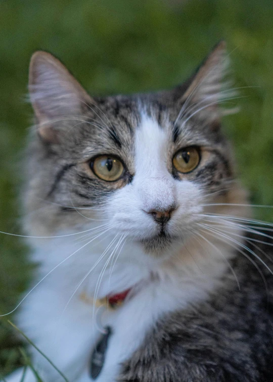 a grey and white cat with yellow eyes looking forward