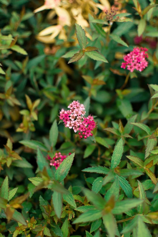 small pink flowers are blooming in the green grass