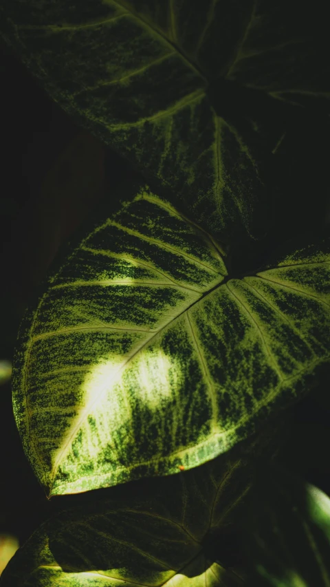 a leaf is shining on a green plant