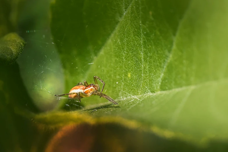 a bug is crawling on a leaf that is very close up