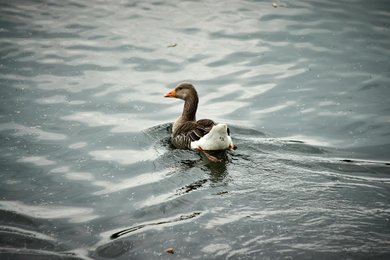 a duck swimming on top of the water