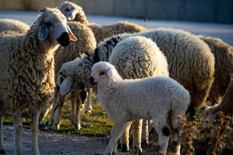 the sheep are lined up together on the ground