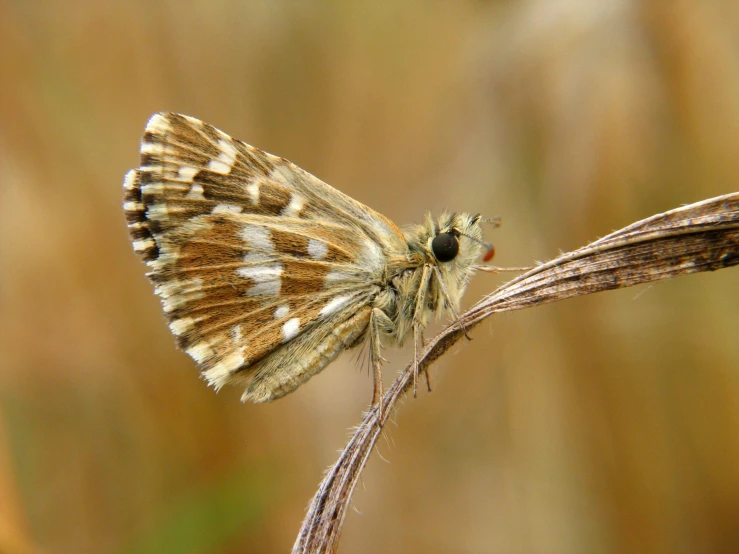 a erfly sits on a thin twig