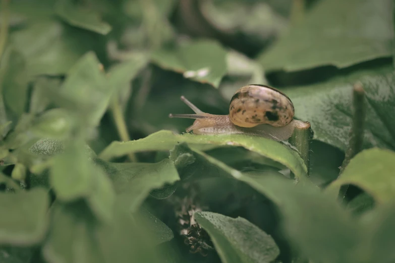 snail on green leaves with it's head stuck in the center