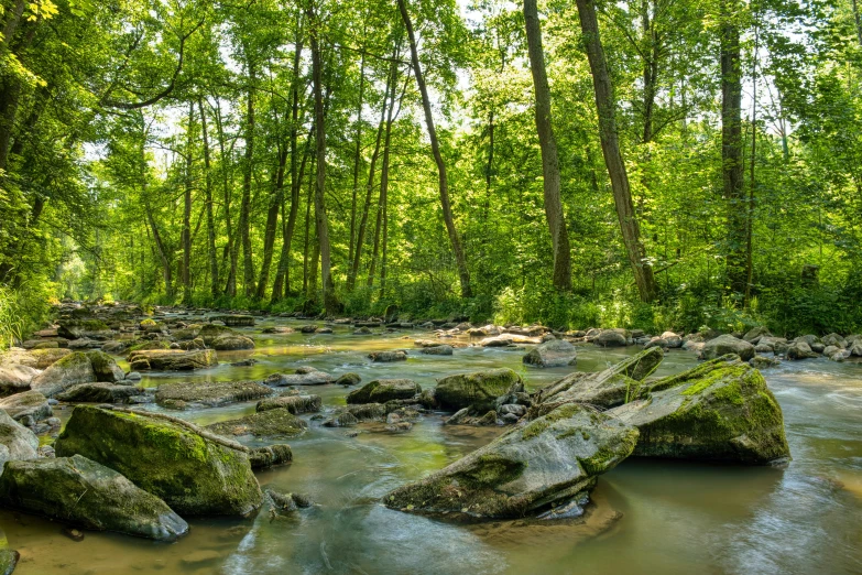 a creek flowing between several lush green trees