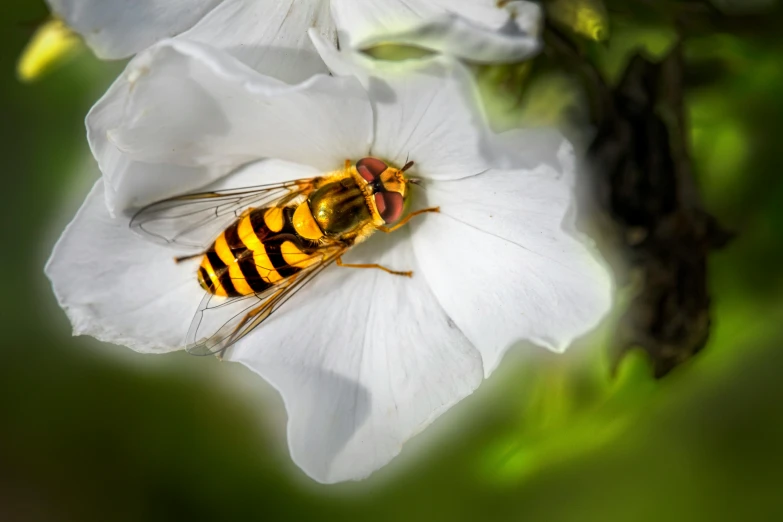 a close up s of a yellow and black insect sitting on white flower