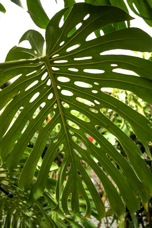 a large tropical tree with green leaves