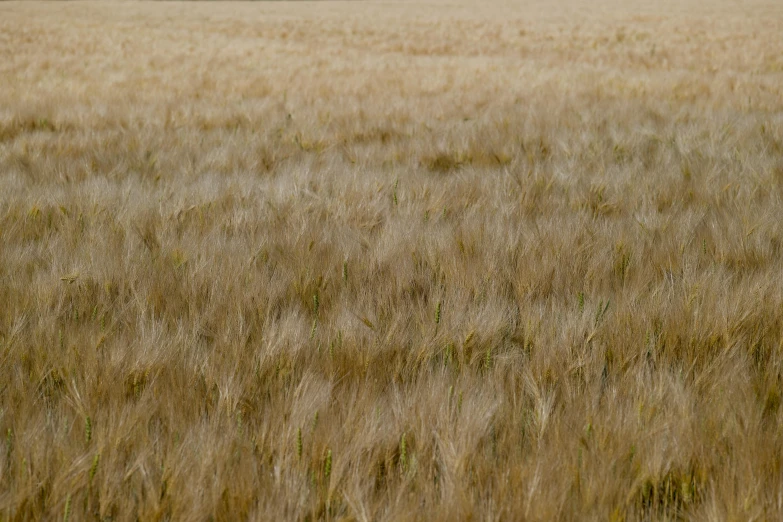 a plane is in the sky over a field of wheat