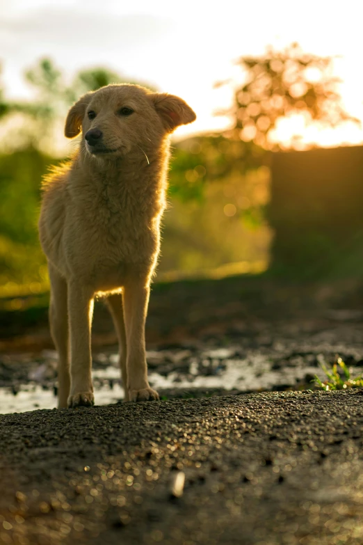 a small puppy stands on the ground looking towards the camera