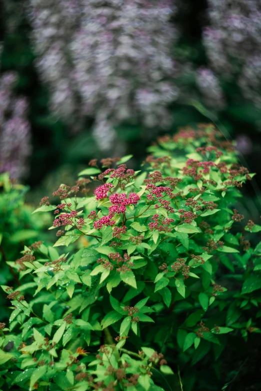 small pink flowers and green leaves surrounding shrubbery