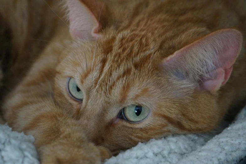 the small orange cat is lying on a blanket