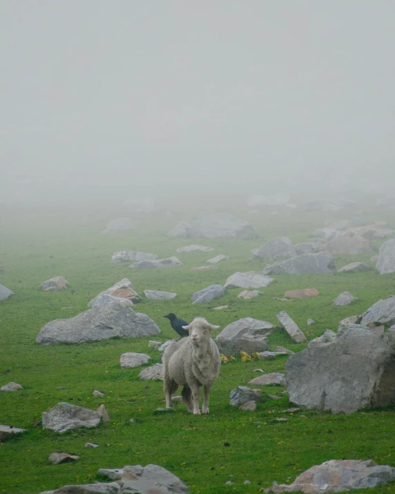 a sheep stands on a grassy meadow while a bird perches against it