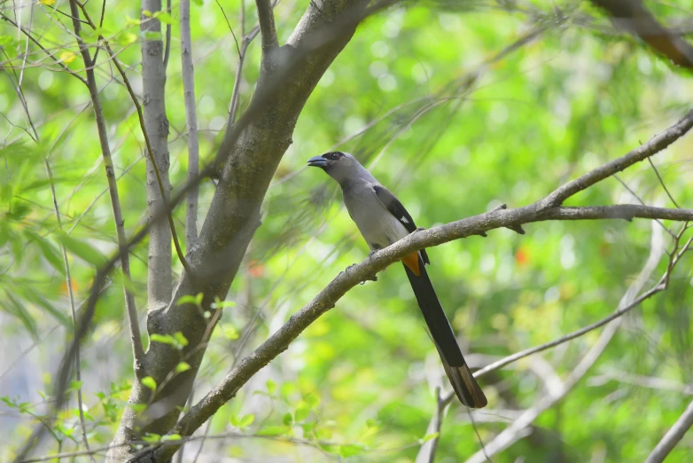 a bird that is sitting on a nch in a tree