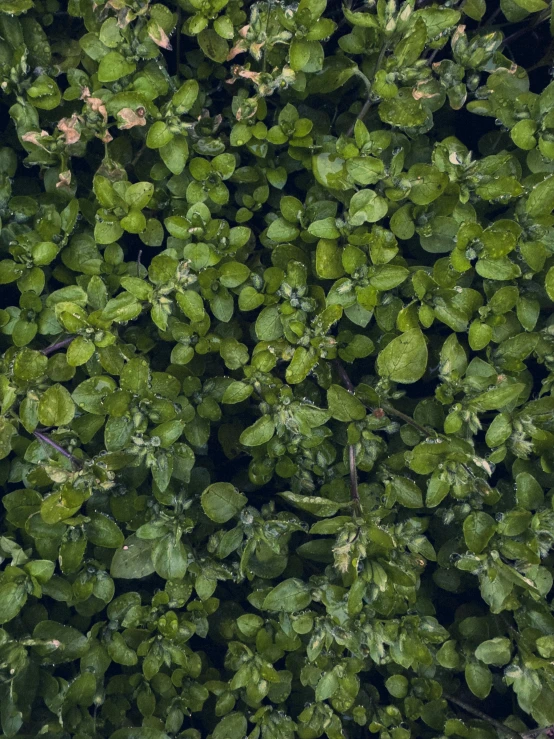 green plants are shown from above with leaves in the foreground