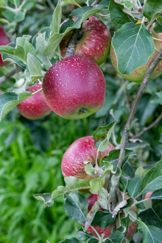 apples on the tree in the rain