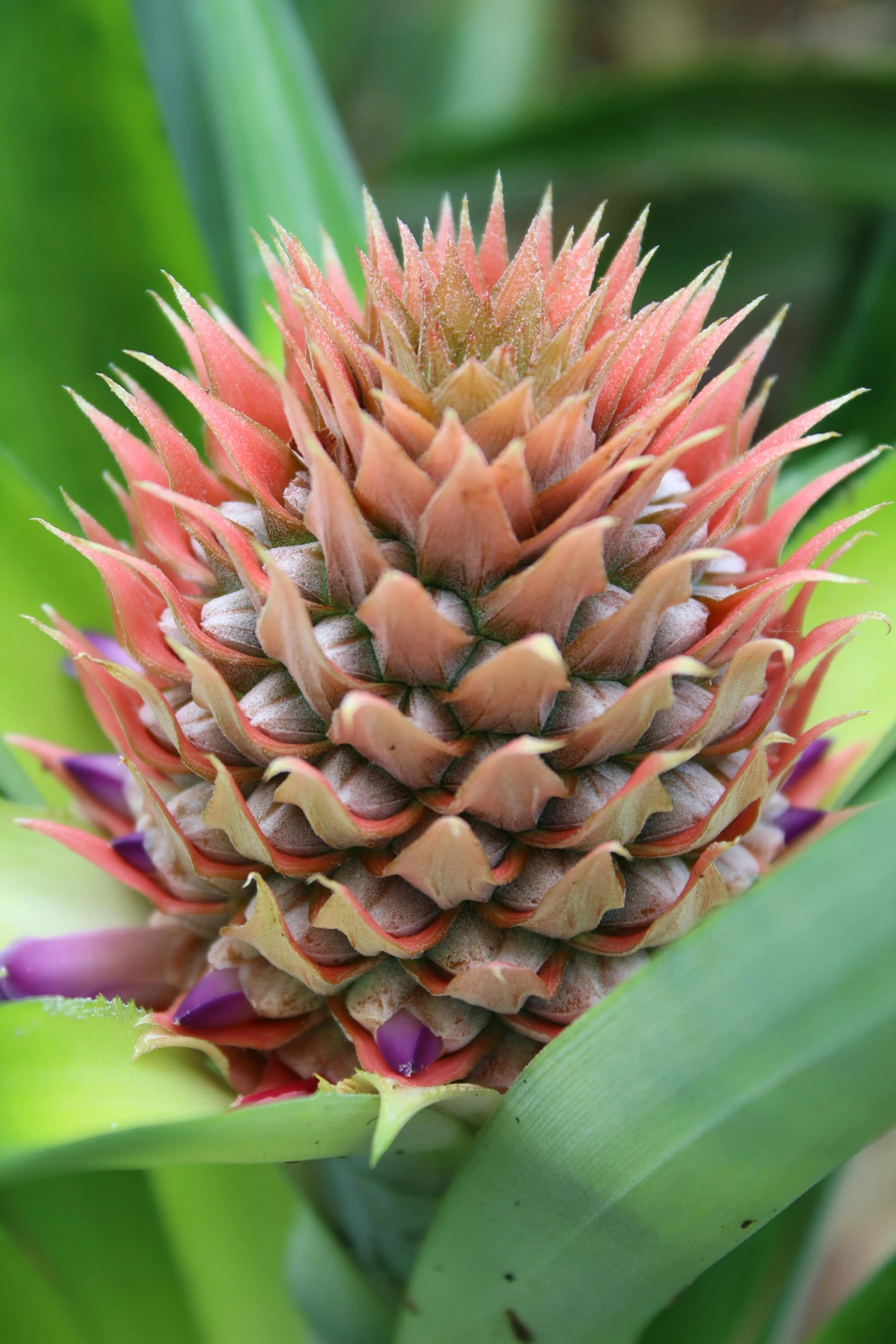 a red and green plant with large leafy stems