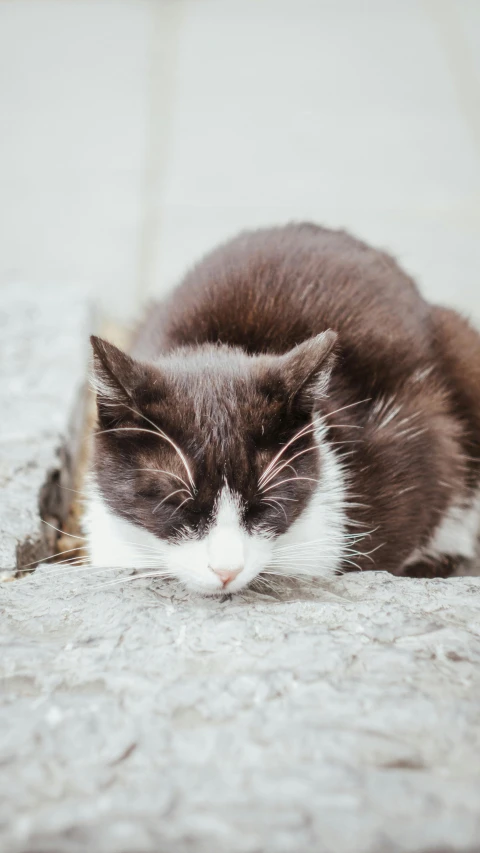 a close up of a cat laying down on the ground