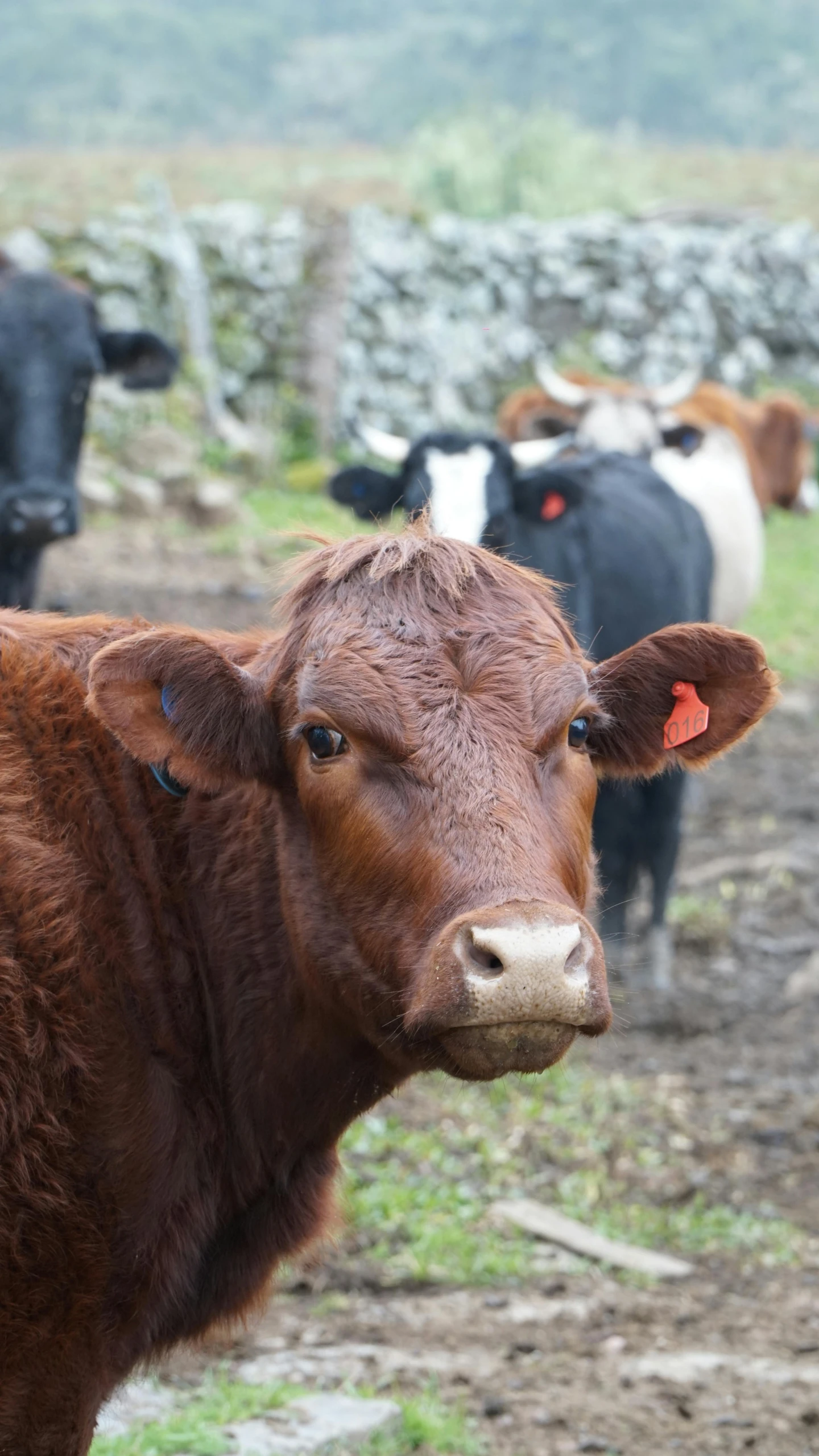 brown cow with a black tag and brown cow in background