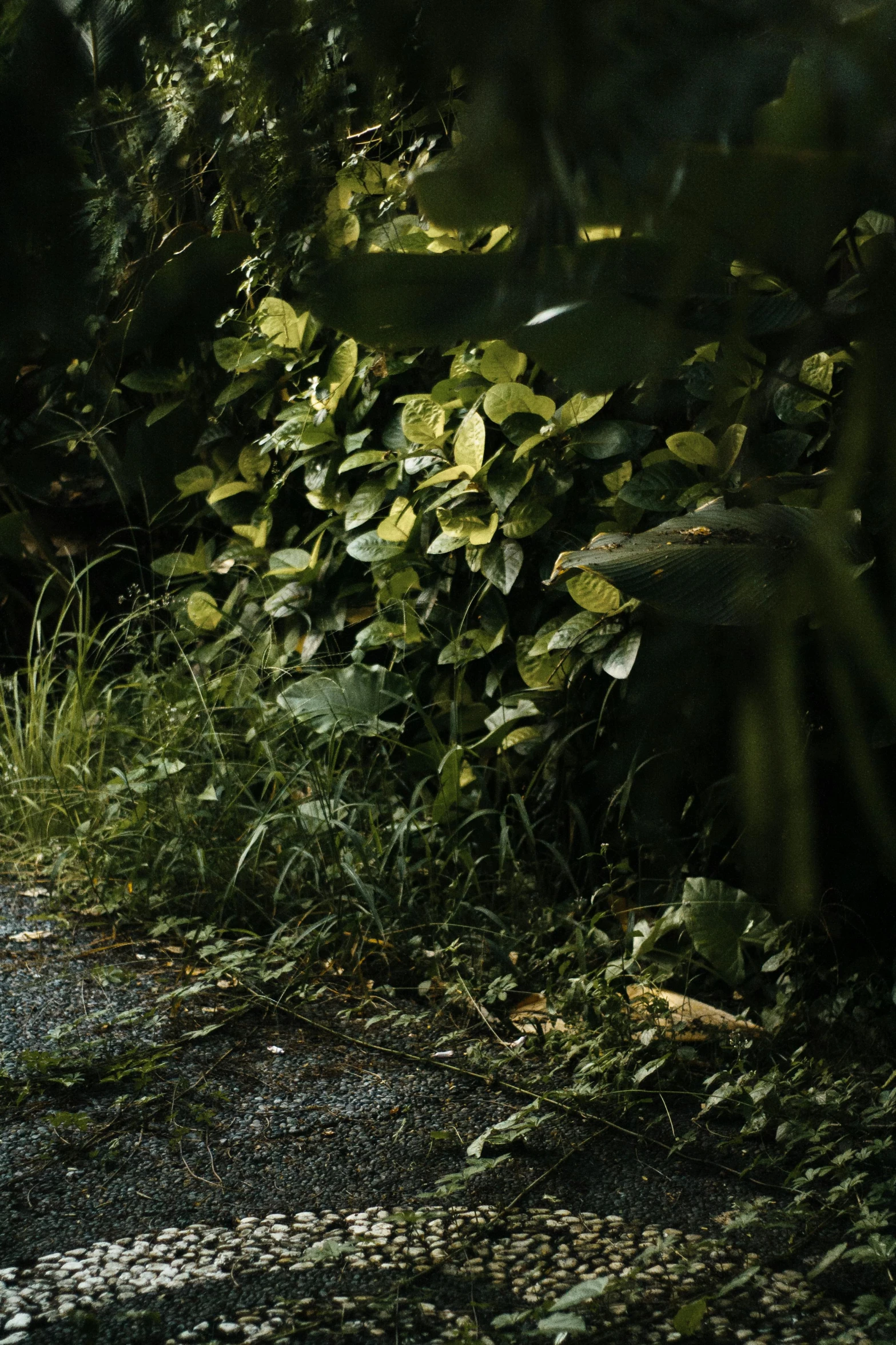 an image of a dirt road with a bear in the woods