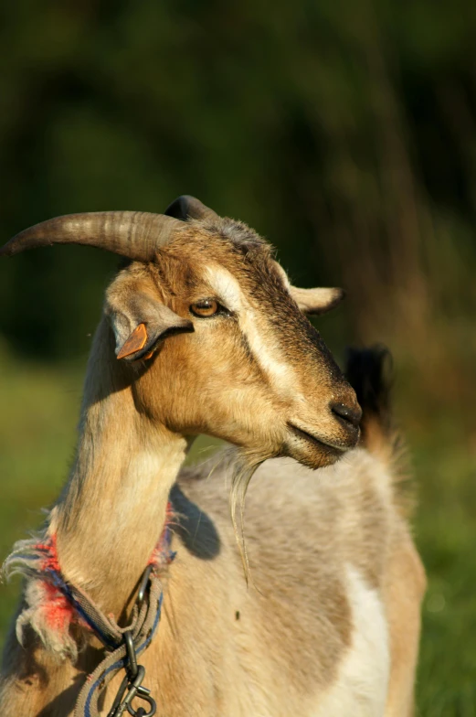 a goat with horns standing in a grassy field