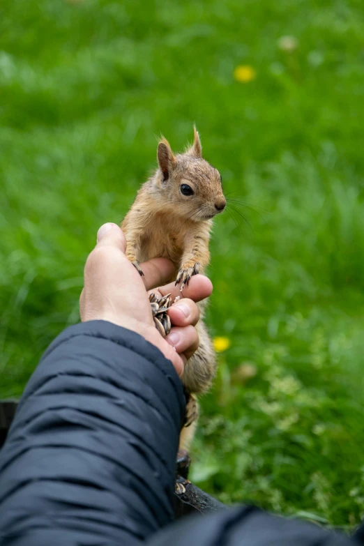 a person holding a small rodent in their hand