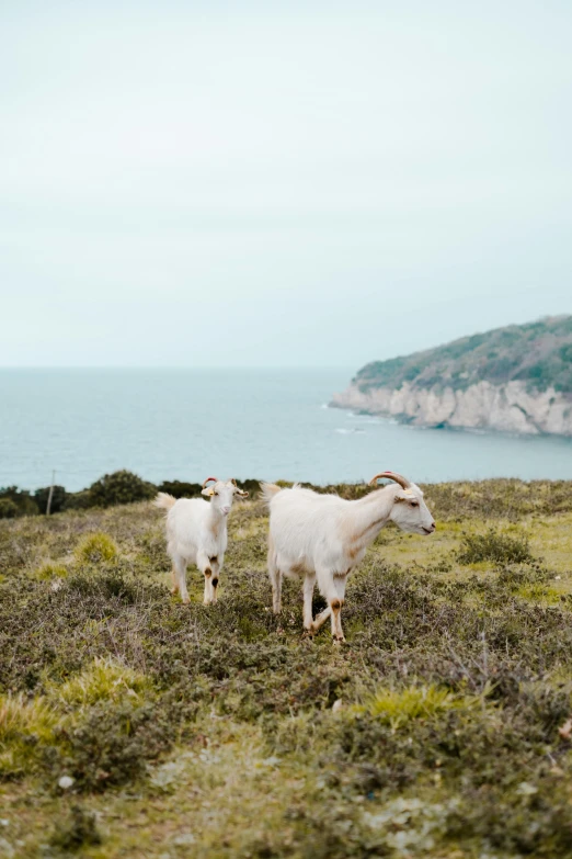 two goats stand in a field by the water