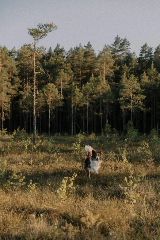 a cow that is standing in the grass