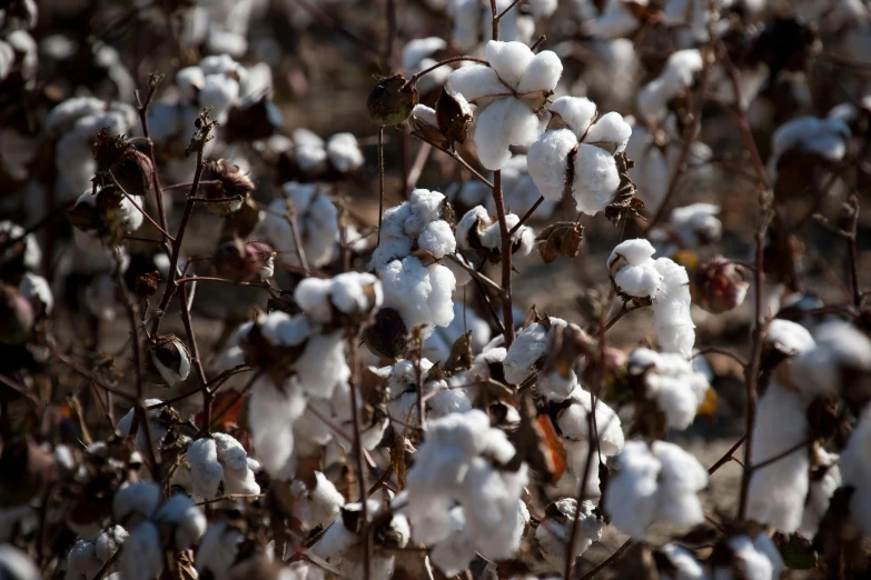 cotton stalks are scattered over the dusty ground