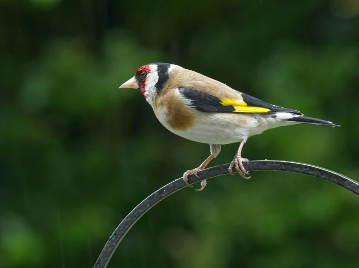 a bird perched on top of a metal object