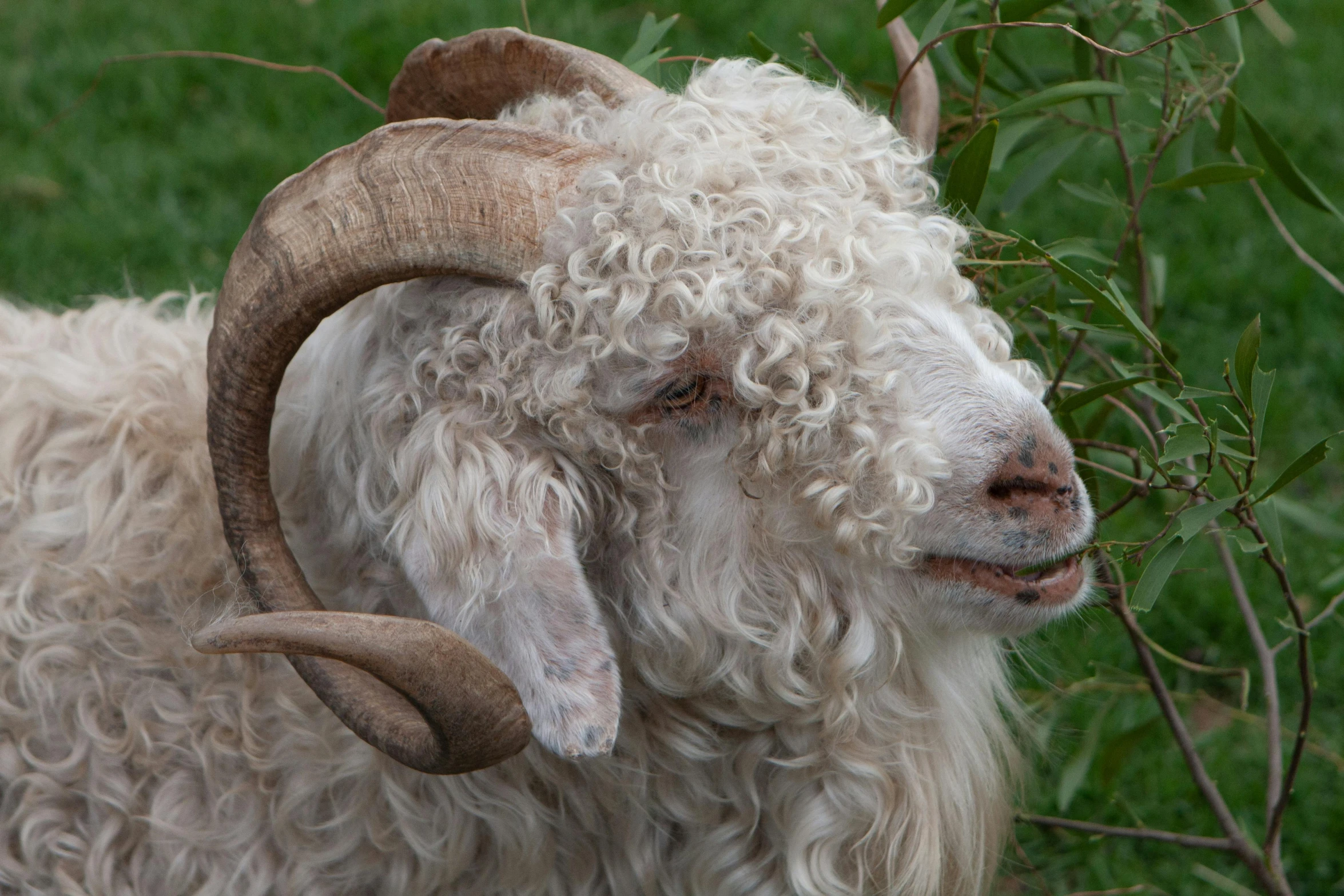 a ram standing on top of grass covered ground