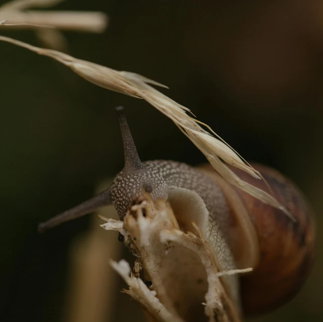 a snail is crawling towards a piece of food