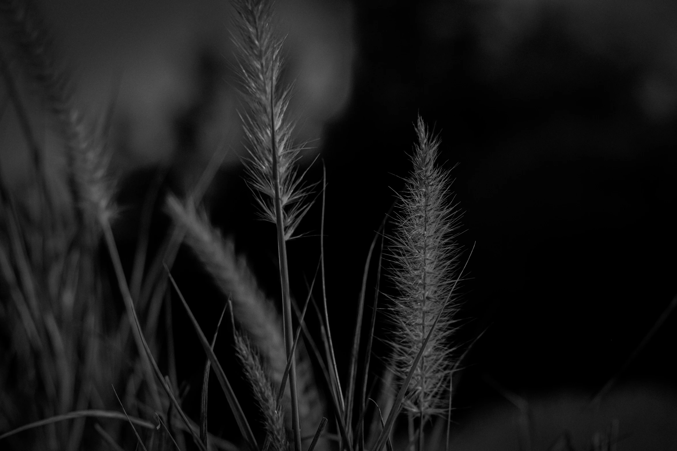 some small white plants in a black room