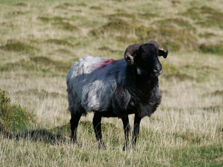 an animal that is standing on the grass