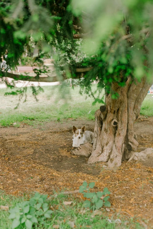 the young dog is relaxing under the shade of a tree