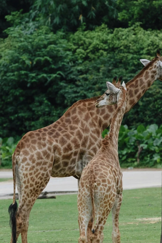 two giraffes with their necks around each other