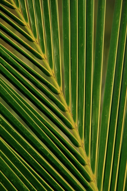 the leaves of a palm tree are green
