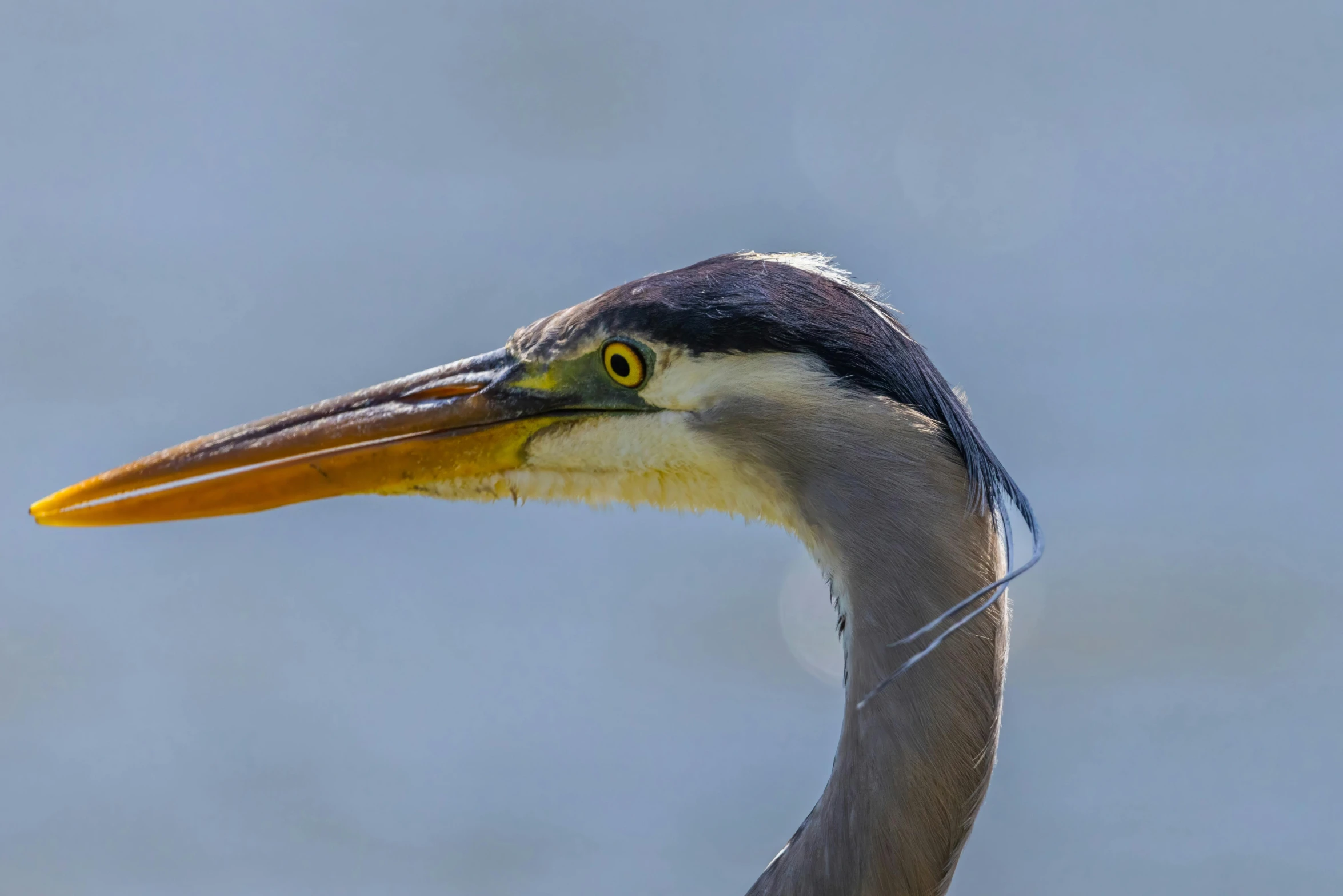 a close up of the neck and head of a gray bird with an orange beak