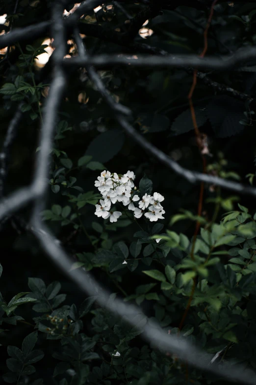 white flowers and leaves grow behind a thin nch